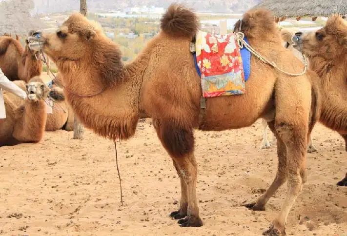 骆驼奶中为何添加益生菌？它具有哪些功效和营养？
