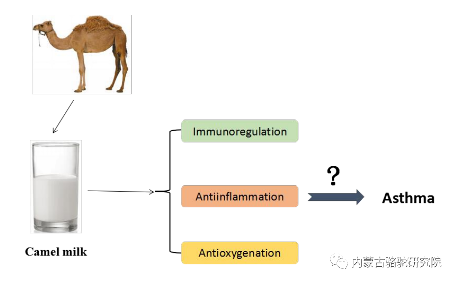 骆驼奶有助于哮喘的治疗