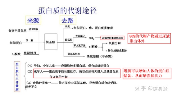 只吃蛋白粉但是不运动会长胖吗？