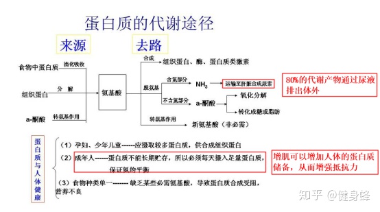 只吃蛋白粉但是不运动会长胖吗？